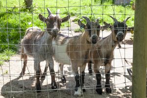 Goats - click for photo gallery